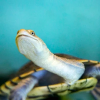 Dio Turtle